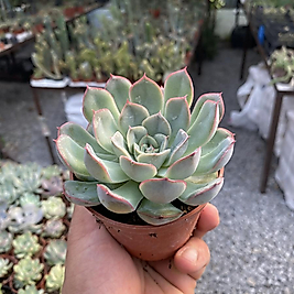 8,5cm saksıda Sukulent