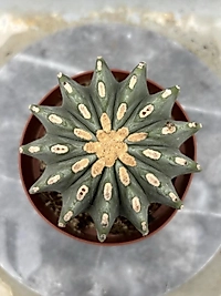 Fero Cactus 13cm saksıda