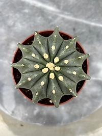 Fero Cactus 10,5cm saksıda
