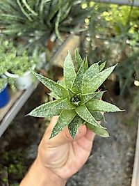 Howartia