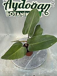 Philodendron 8.5cm saksıda