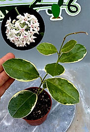 Hoya australis "Albomarginata