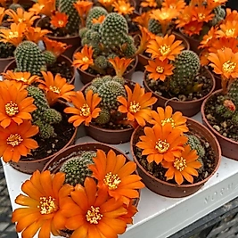 Rubutia
