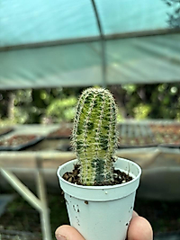 Lovibia variegata