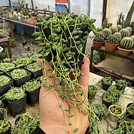 Tesbih Çiçeği 8.5cm Saksıda