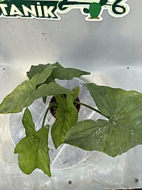 Syngonium Melek Kanadı 8.5cm saksıda