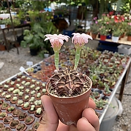 Gymnocalycium