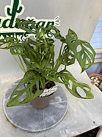 Monstera Adansonii