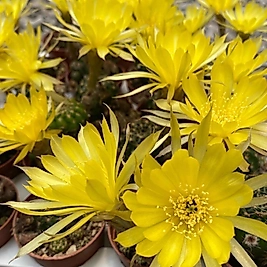 Sarı Çiçekli Rebutia