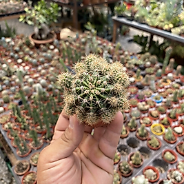Echinopsis