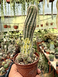 Variegata Lovibia