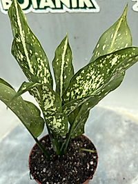 Aglonema Beyaz