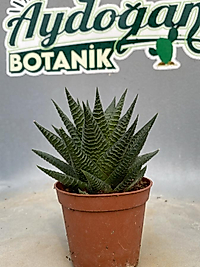 Howartia