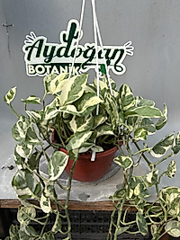 Pothos N'Joy