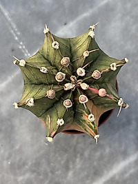 Gymnocalycium Variegata No:28