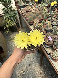 Echino cereus