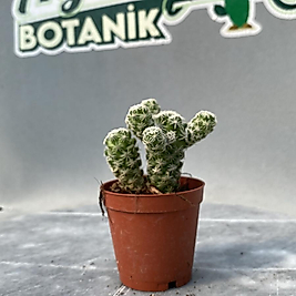 Mammilaria