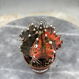 Gymnocalycium Variegata No:9