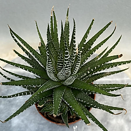 Zebra howartia