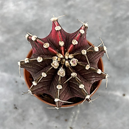 Gymnocalycium Variegata No:36