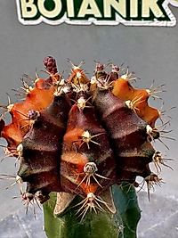 Gymnocalycium mihanovichii Variegata