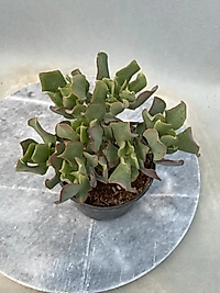 8,5 cm saksıda crassula
