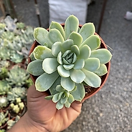 8,5cm saksıda Sukulent