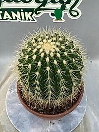 🌵 Büyük Boy Kaktüs (Echinocactus Grusonii – Altın Fıçı Kaktüs) 🌵