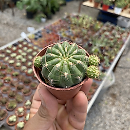 Matucana Poltzii