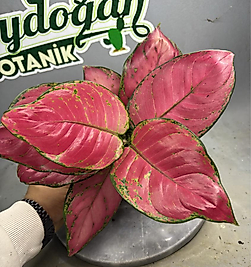💗 Aglonema Pink Star – Pembenin En Gösterişli Hali! 13cm saksı