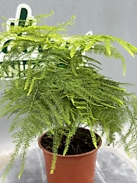 Kuşkonmaz çiçeği