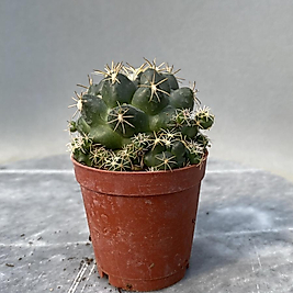 Coryphantha Elephantidens
