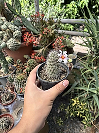 Özel tür mammillaria