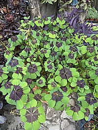 Oxsalis Tetraphylla Uyku Yoncası