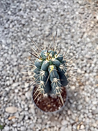 Sütun Kaktüs 60cm