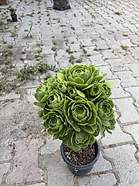Büyük Boy Aeonium