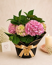 Ortanca (Hydrangea)