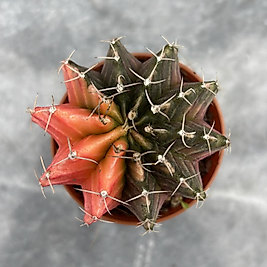 Gymnocalycium Variegata No:6