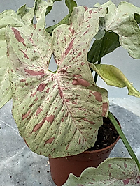 Syngonium 'Milk Confetti' Melek Kanadı 8.5cm saksıda