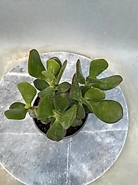 8,5 cm saksıda Para ağacı