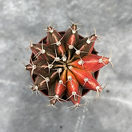 Gymnocalycium Variegata No:23