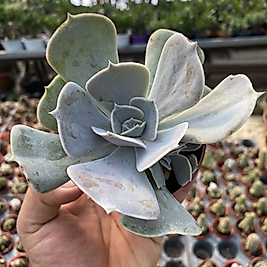 8,5cm saksıda Sukulent