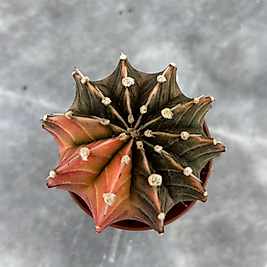 Gymnocalycium Variegata No:38