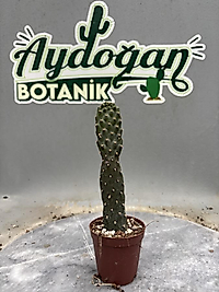 Opuntia Ssp. Dikensiz Yılan Derisi Kaktüs