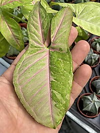 Syngonium Çift Renk Melek Kanadı