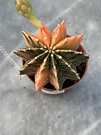 Gymnocalycium Variegata No:10