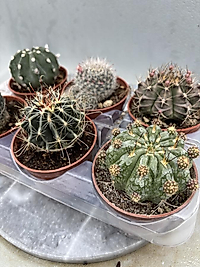 8,5cm Saksıda 6lı Kaktüs Set