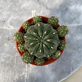 Matucana Poltzi