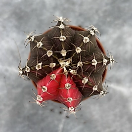 Gymnocalycium Variegata No:31