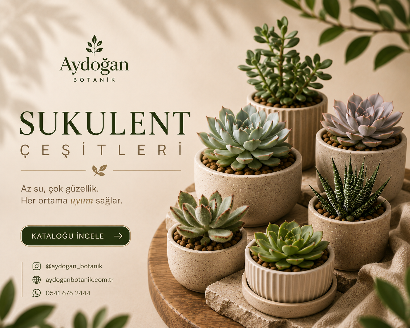 Sukulent
